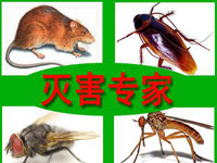 怎樣預(yù)防老鼠？
